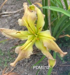 seedling